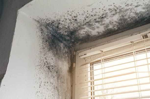 Affordable Mold Inspection And Testing solutions in Union City, MI