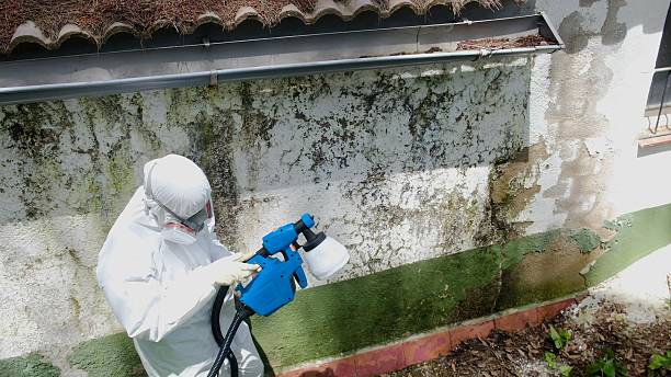 Top rated local Mold Inspection And Testing specialists in Union City, MI